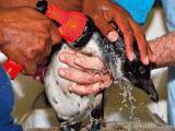 Olieramt pingvin bliver hjulpet på SAMREC