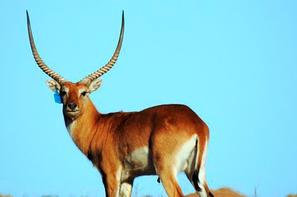 Uretfærdig Græder udelukkende Jagt på Red Lechwe | Pete Safaris